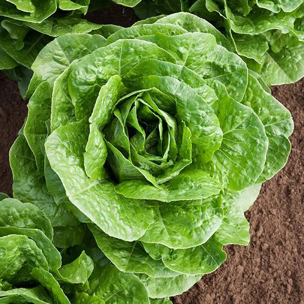 Lettuce- Parris Island Cos 25g
