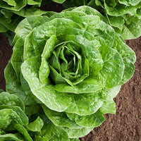 Lettuce- Parris Island Cos 25g
