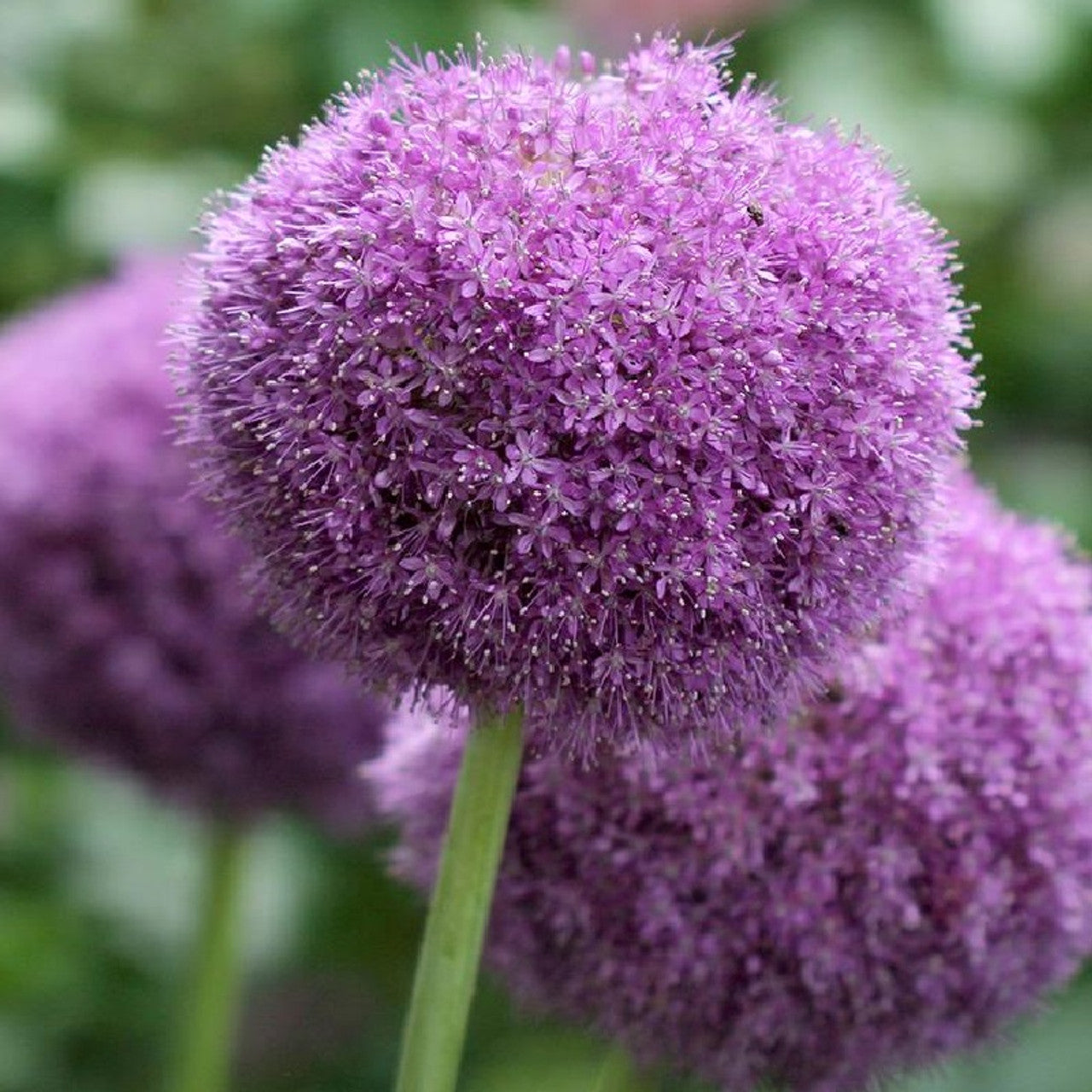 Allium giganteum Seeds