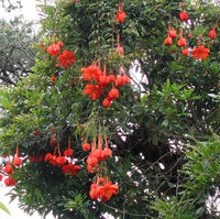 Heirloom Non-GMO Passiflora Parritae Flower Seeds for Planting – Exotic Passionflower Blooming Seeds