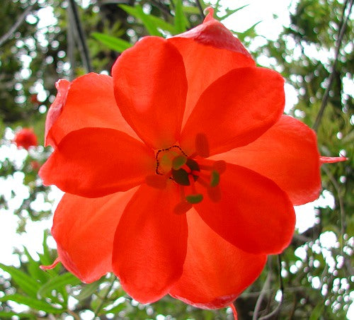 Heirloom Non-GMO Passiflora Parritae Flower Seeds for Planting – Exotic Passionflower Blooming Seeds