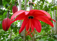 Heirloom Non-GMO Passiflora Parritae Flower Seeds for Planting – Exotic Passionflower Blooming Seeds