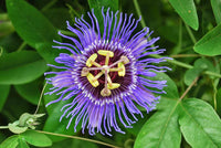 Heirloom Non-GMO Passion Flower Passiflora Seeds for Planting – Exotic Climbing Vine Blooms