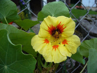 Nasturtium- Peach Melba