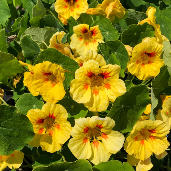 Nasturtium- Peach Melba