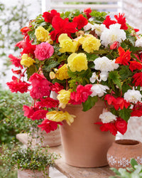 Hanging Basket Begonia Collection