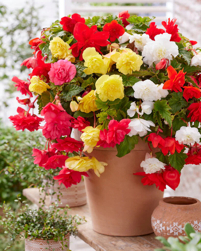 Hanging Basket Begonia Collection