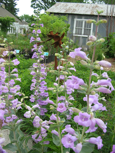 Heirloom Penstemon Grandiflorus Flower Seeds for Planting, Non-GMO