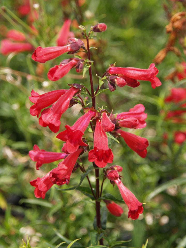 Penstemon Flower Seeds – Heirloom Non-GMO Bee-Friendly Blooms for Colorful Garden Planting