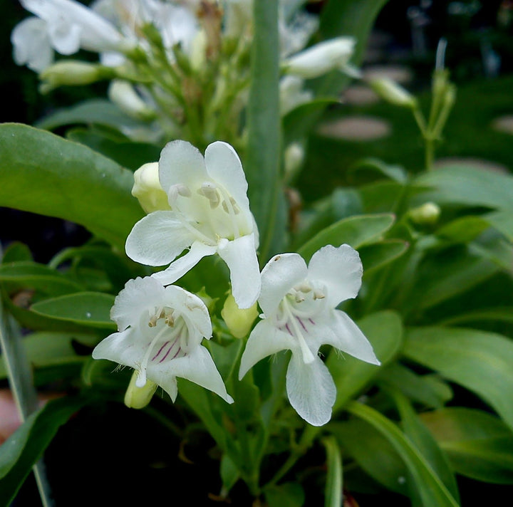Penstemon White Flower Seeds for Planting – Organic, Heirloom, Non-GMO Seeds