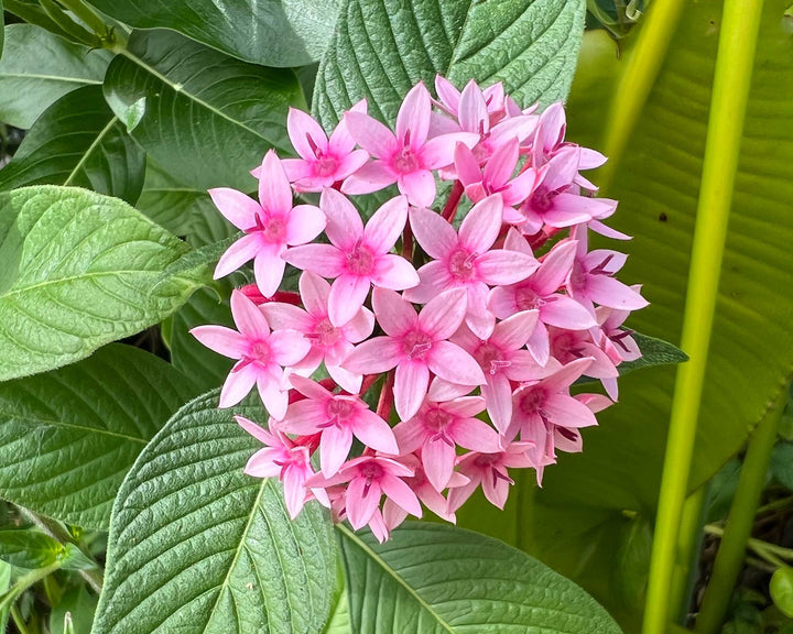 Heirloom Non-GMO Pink Serpentina Flower Seeds for Decorative Garden Beds and Seasonal Planting