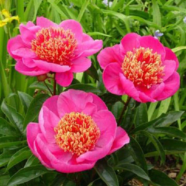 Officinalis Anemoniflora Rosea Peony