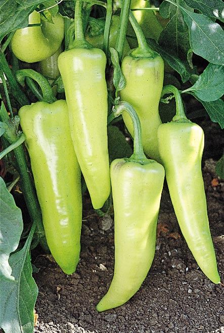 Lightning – Hot Banana Pepper Seed