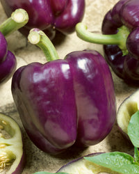 Islander – Purple Bell Pepper Seed