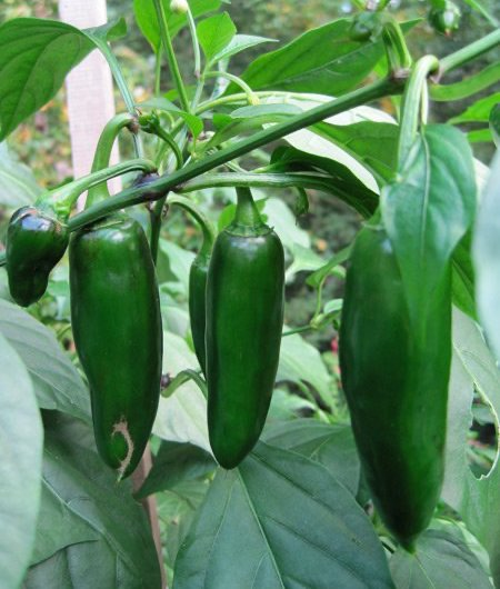 Felicity – Jalape?o Pepper Seed