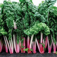 Peppermint Swiss Chard