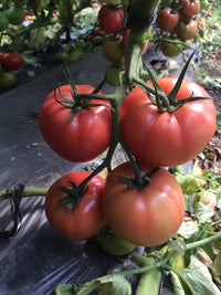 PinkID – Tomato Seed
