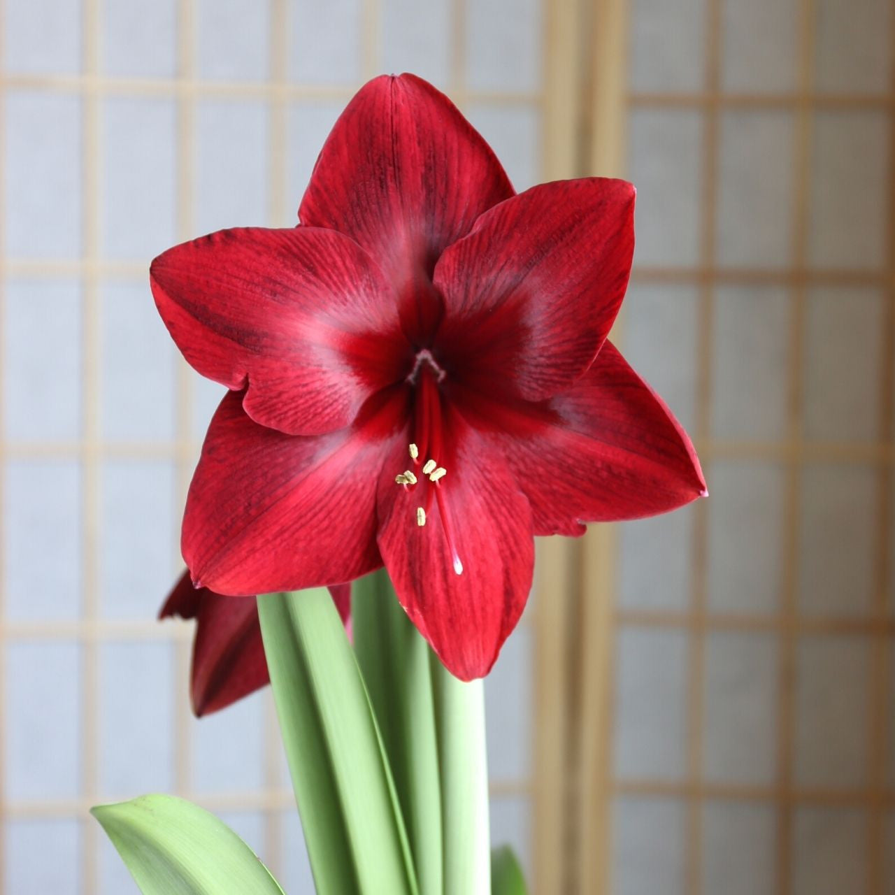 Red Pearl Amaryllis  Seeds