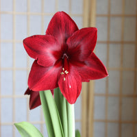 Red Pearl Amaryllis  Seeds