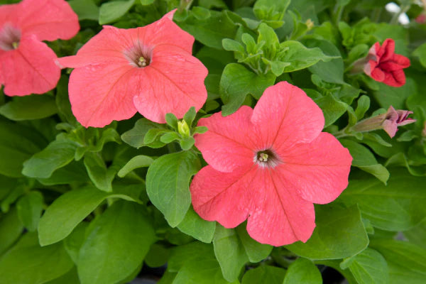 Petunia- Coral Salmon