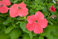 Petunia- Coral Salmon