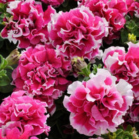 Petunia Double GF Pirouette Rose Flower Seeds for Planting - Heirloom, NON-GMO, Vibrant Blooms