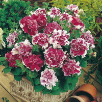Petunia Double GF Pirouette Rose Flower Seeds for Planting - Heirloom, NON-GMO, Vibrant Blooms