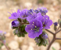 Phacelia- Lavender Blue