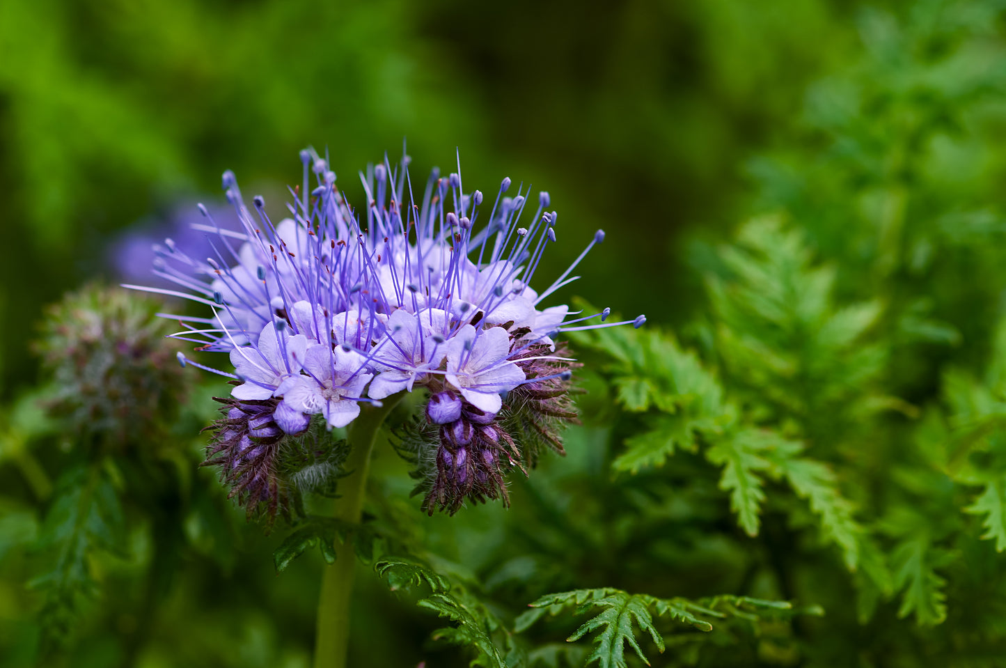 Phacelia- Lavender Blue