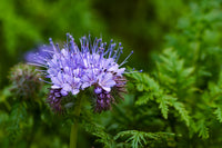 Phacelia- Lavender Blue