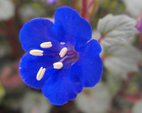 Heirloom Non-GMO Phacelia Campanularia Flower Seeds for Planting – Vibrant Blue Pollinator-Friendly Blooms