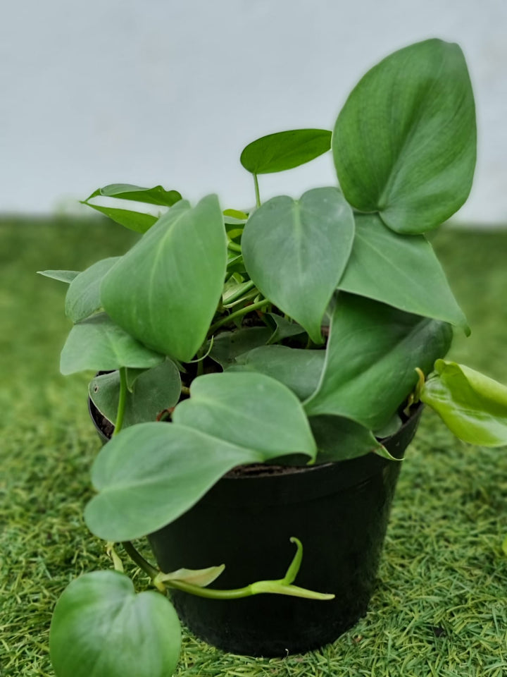 Philodendron Plant Seeds for Planting, 100