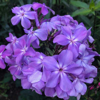 Phlox- Beauty Blue