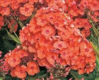 Orange Perfection Tall Phlox
