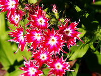 Heirloom Non-GMO Twinkle Star Flower Seeds for Planting – Dainty Star-Shaped Garden Blooms