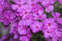 Heirloom Hesperis Flower Seeds, Non-GMO Fragrant Garden Blooms for Pollinator-Friendly Planting