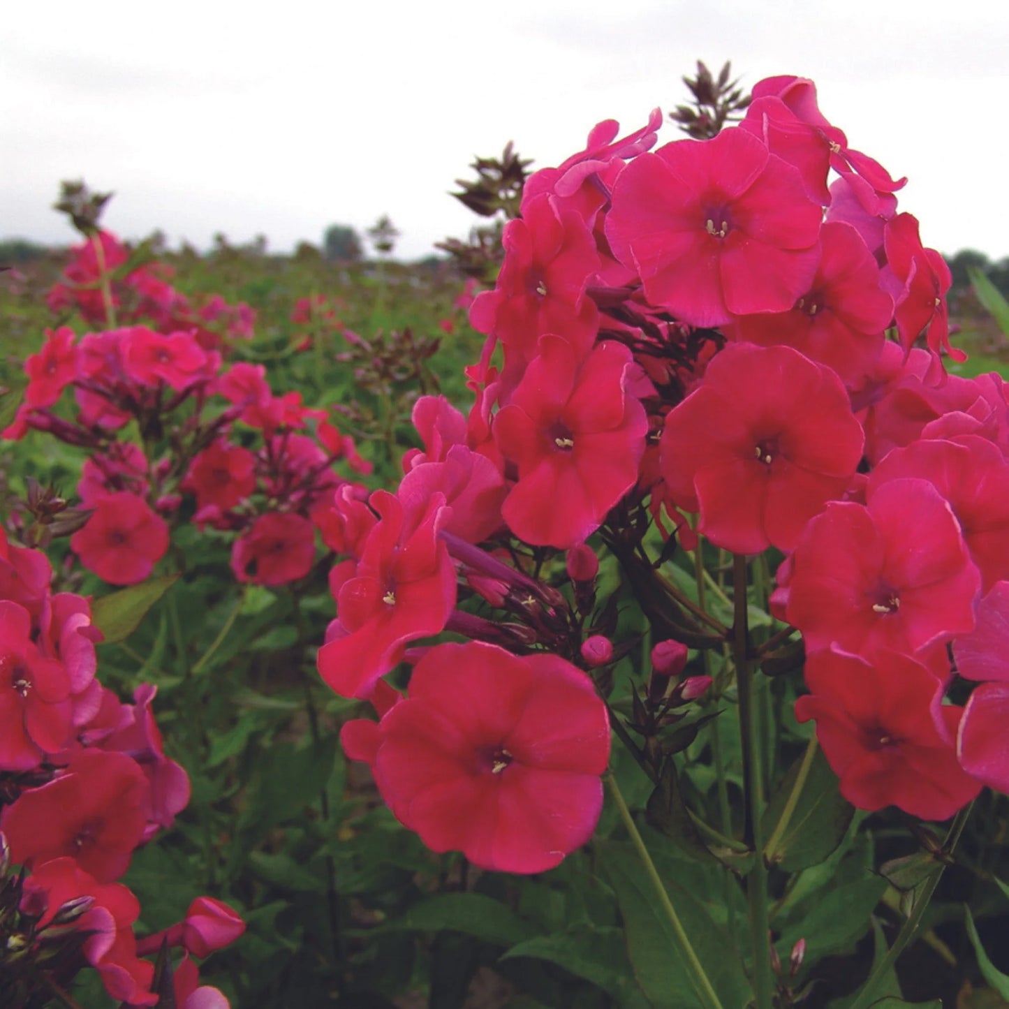 Red Riding Hood Phlox