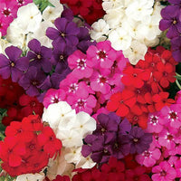 Phlox- Beauty Mix