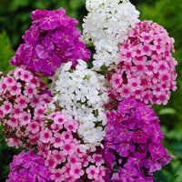Phlox- Beauty Mix