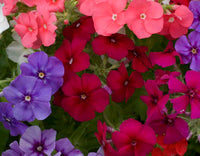 Phlox- Beauty Mix
