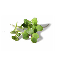 Kale, Toscano – Microgreen Seed