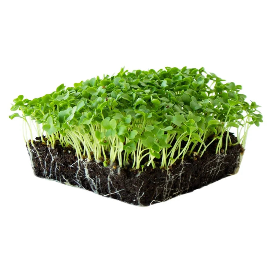 Kale – Organic Microgreen Seed