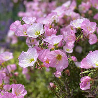 Evening Primrose- Pink