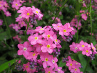 Heirloom Non-GMO Myosotis Sylvatica Flower Seeds for Planting – Forget-Me-Not Garden Blooms