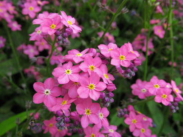 Heirloom Non-GMO Myosotis Sylvatica Flower Seeds for Planting – Forget-Me-Not Garden Blooms