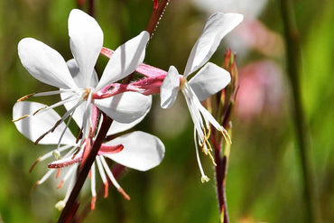 Heirloom Gaura Lindheimeri Flower Seeds, Non-GMO Delicate White Blooms for Garden Planting
