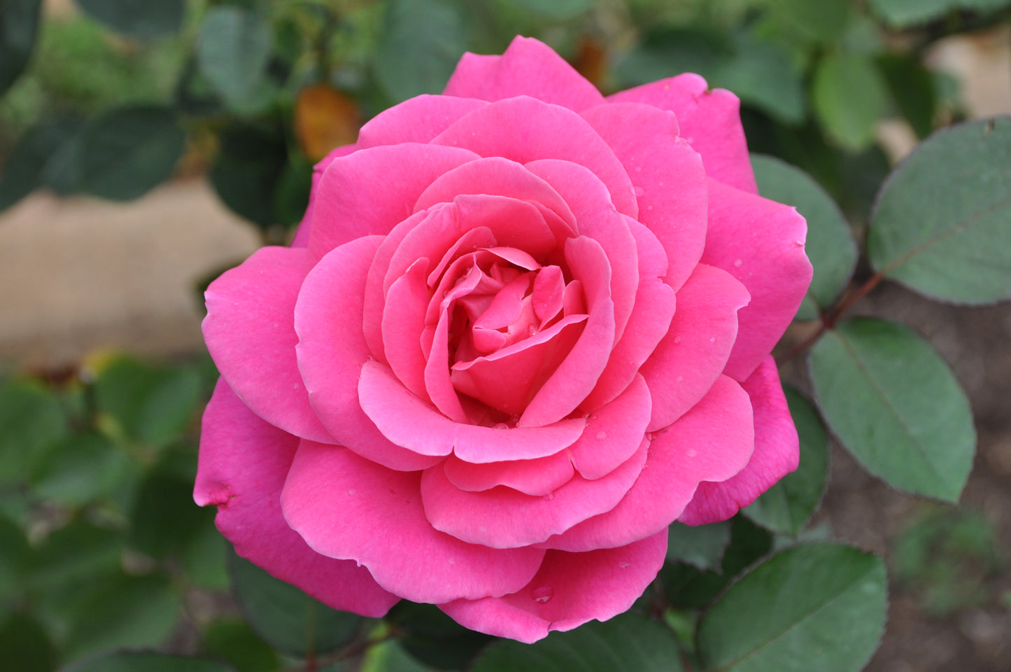 Pink Peace Hybrid Tea Rose