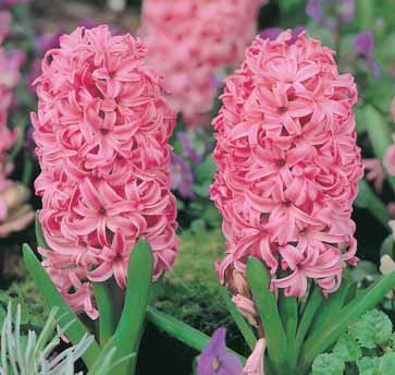 Hyacinth- Pink Surprise