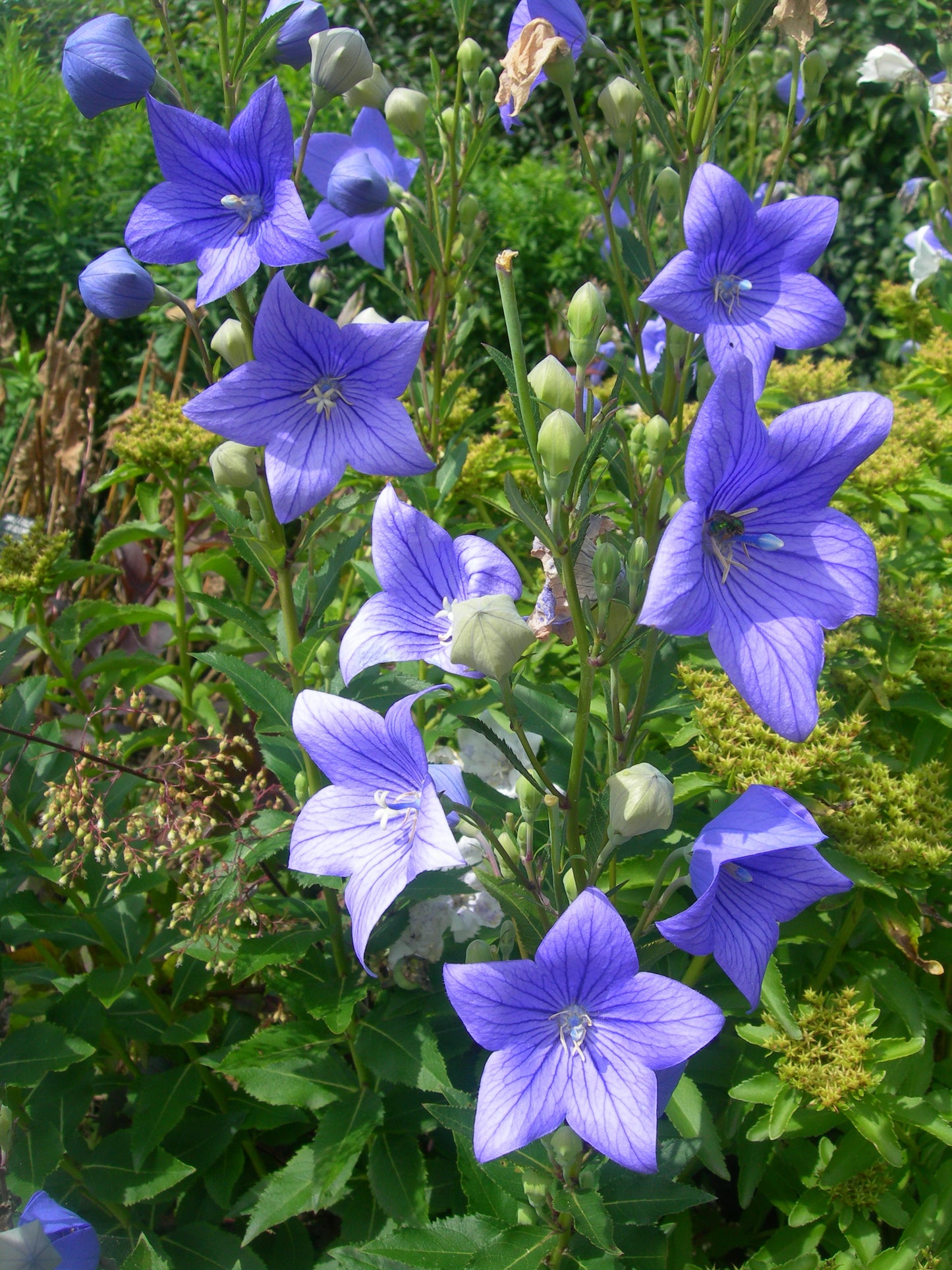 Balloon Flower- Tall Blue