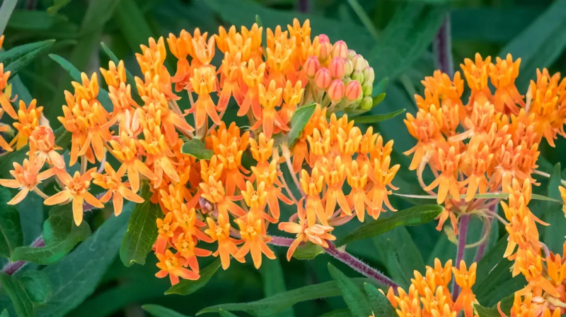 Pleurisy Root – Asclepias Seed